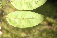 Diospyros candolleana